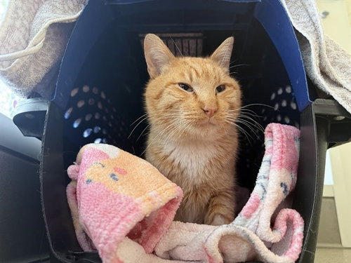RED, an adoptable Domestic Short Hair in Berkeley , CA