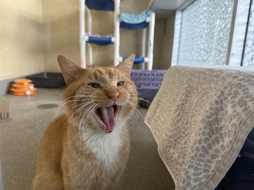 RED - Domestic Short Hair available for adoption