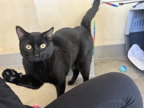 SHINOBI MASERATI, an adoptable Domestic Short Hair in Berkeley , CA