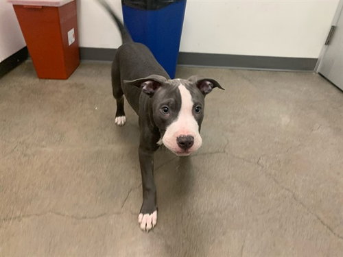 HABANERO, an adoptable American Pit Bull Terrier in Berkeley , CA