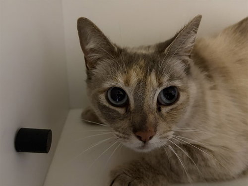 TERTIARY, an adoptable Domestic Short Hair in Berkeley , CA
