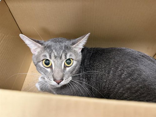 JOHN HAVLICEK, an adoptable Domestic Short Hair in Berkeley , CA