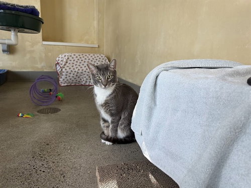 JOHN HAVLICEK, Adult Domestic Short Hair (medium coat), cat for adoption in Petaluma, California