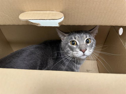 DON NELSON, an adoptable Domestic Short Hair in Berkeley , CA