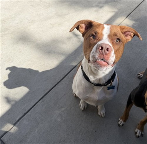 UNO, an adoptable American Pit Bull Terrier in Berkeley , CA