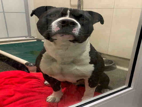 CASPER, an adoptable American Pit Bull Terrier in Berkeley , CA