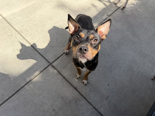 VANNA, an adoptable American Pit Bull Terrier in Berkeley , CA