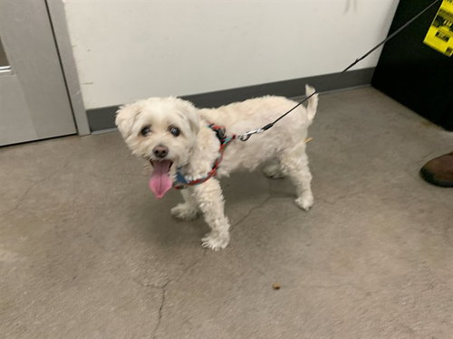ROCKY, an adoptable Maltese in Berkeley , CA