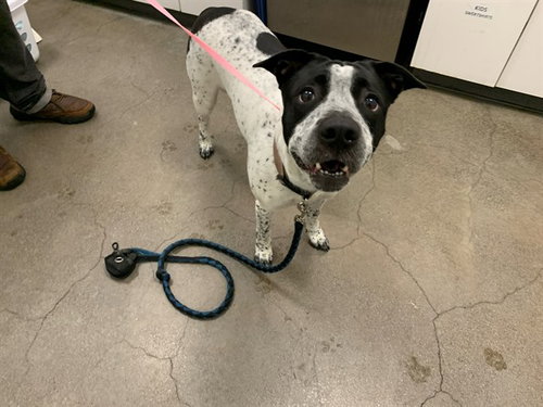 SPRECKELS, an adoptable German Shorthaired Pointer in Berkeley , CA