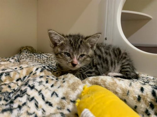 ZIPPER, Young Domestic Short Hair (medium coat), cat for adoption in San Rafael, California