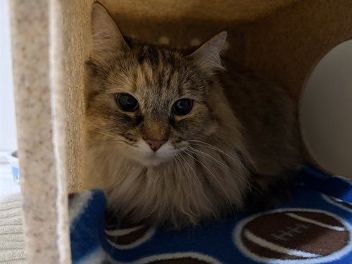 MATCHA, Adult Domestic Long Hair (medium coat), cat for adoption in San Rafael, California