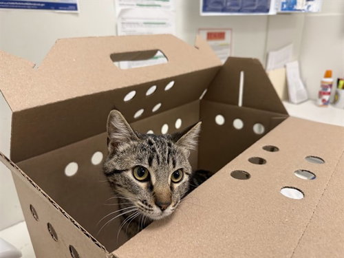 PORTIA, Young Domestic Short Hair (medium coat), cat for adoption in Petaluma, California