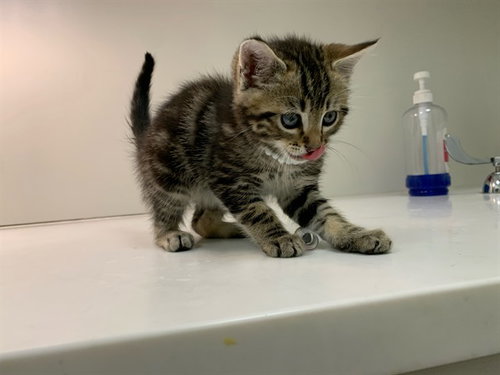 MUCHACHO, Baby Domestic Short Hair (medium coat), cat for adoption in Petaluma, California