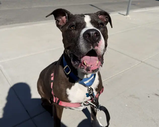 Marnie - American Pit Bull Terrier