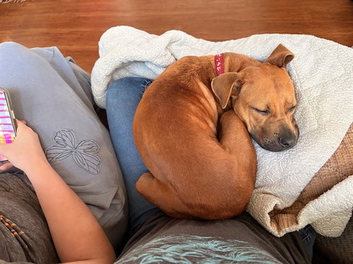 picture of the dog needing adoption