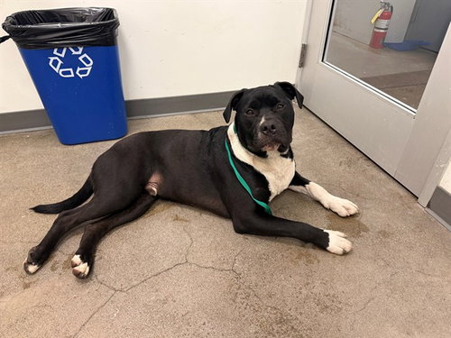 TWINZITO, an adoptable American Pit Bull Terrier in Berkeley , CA