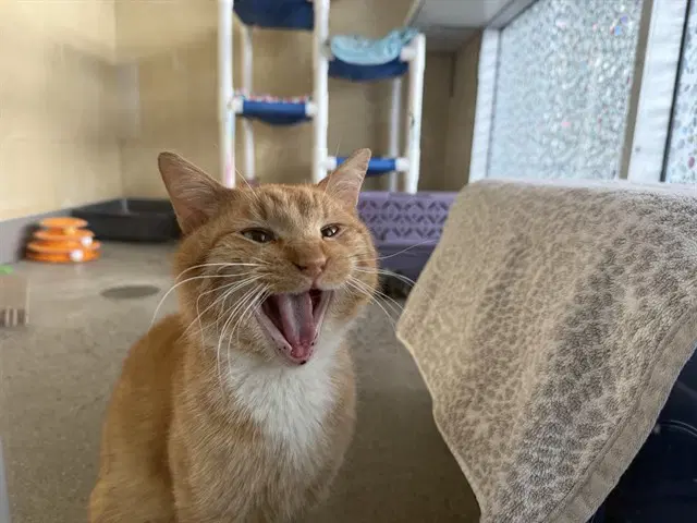 Red - Domestic Short Hair