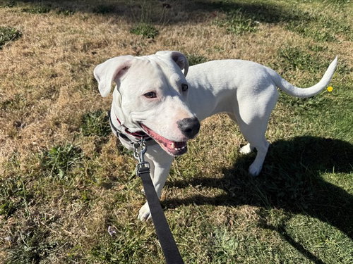 ANGEL - American Pit Bull Terrier for adoption in Berkeley