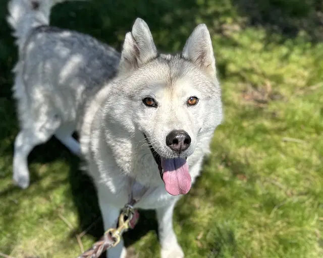 Aster - Siberian Husky