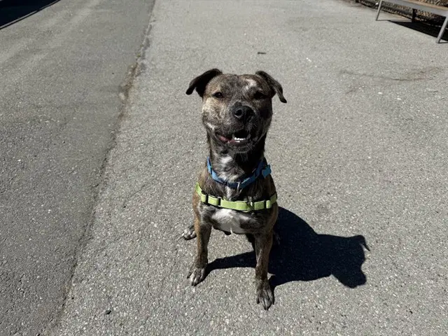 Big Daddy Kane - American Pit Bull Terrier