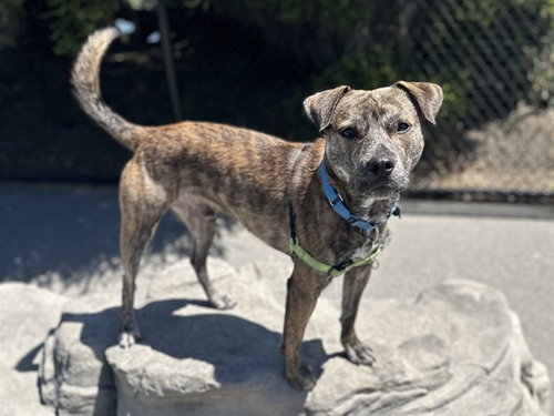picture of the dog needing adoption