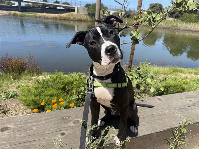 Manuel - Pit Bull Terrier