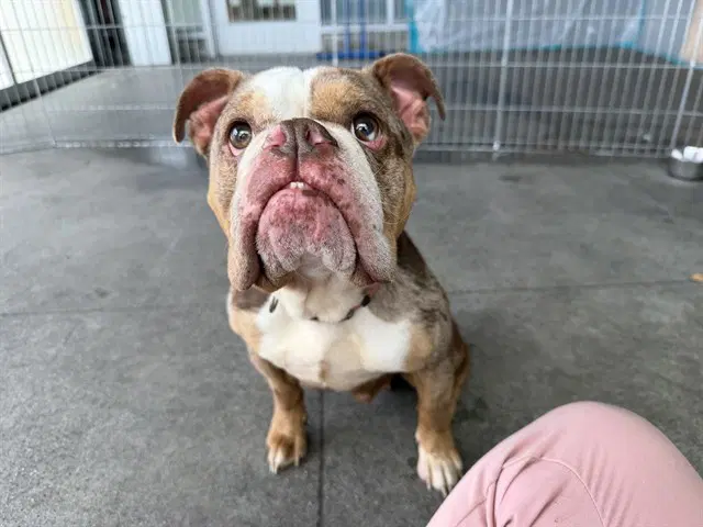 Unknown - English Bulldog
