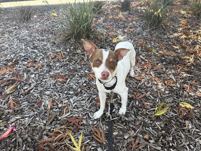Pedro - Parson Russell Terrier