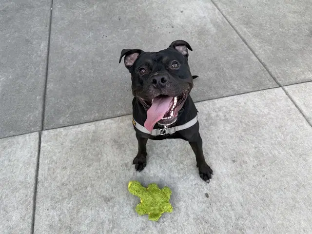 Anubis - American Pit Bull Terrier