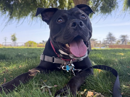 picture of the dog needing adoption