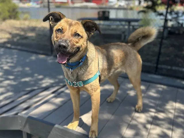 Kimiko - German Shepherd Dog