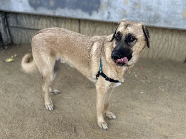 Mr Pickles - Anatolian Shepherd