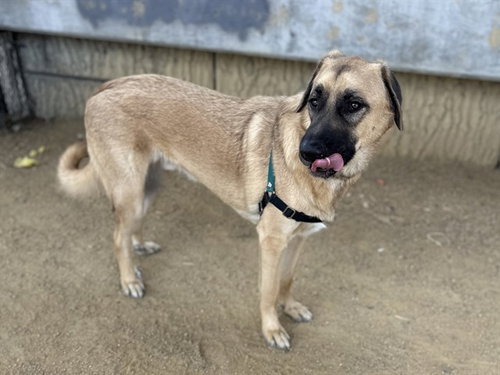picture of the dog needing adoption