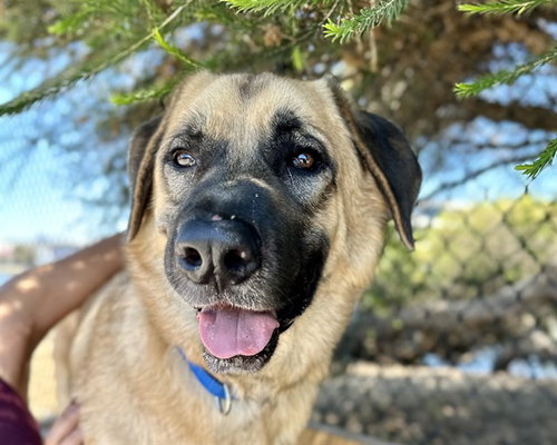 picture of the dog needing adoption