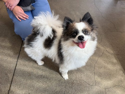 picture of the dog needing adoption