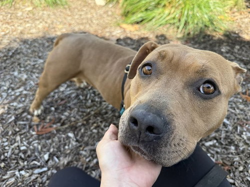 picture of the dog needing adoption