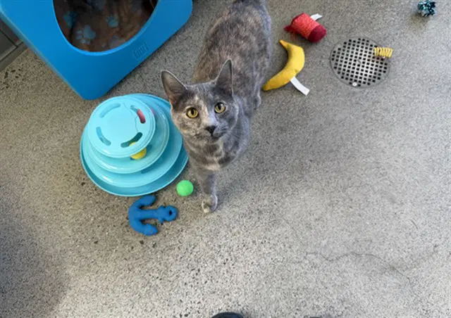 Unknown - Domestic Short Hair