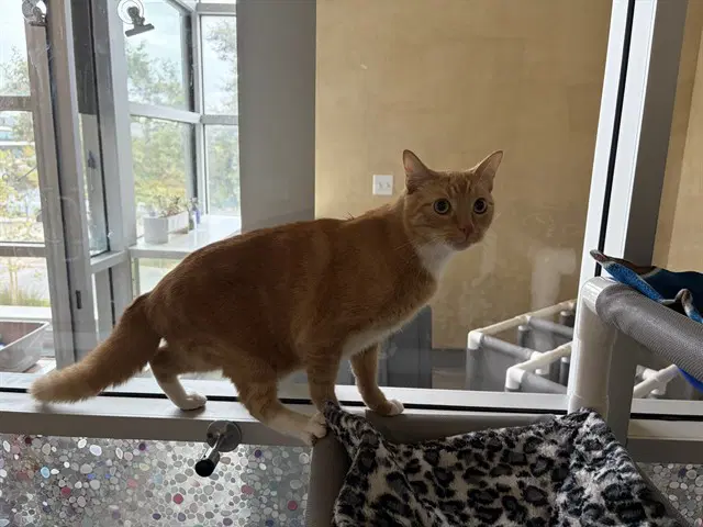 Johny - Domestic Short Hair