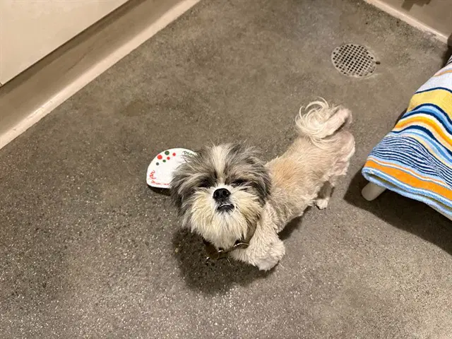 Yoda - Shih Tzu