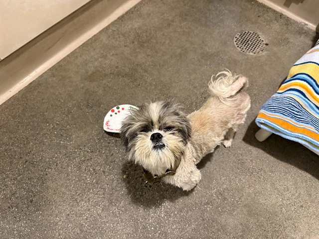 Yoda