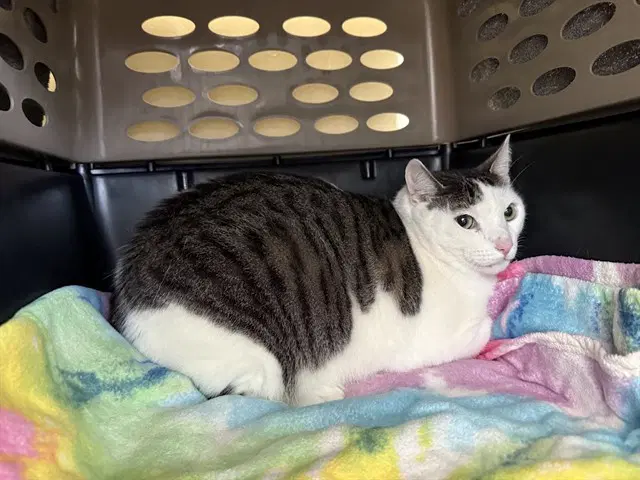Prince - Domestic Short Hair