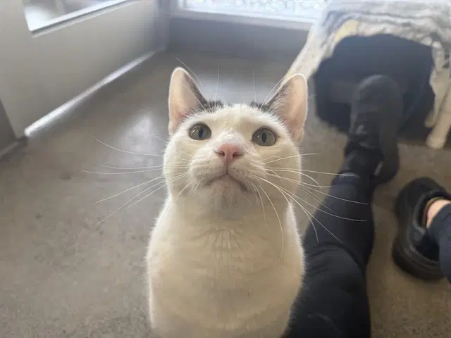 Prince - Domestic Short Hair