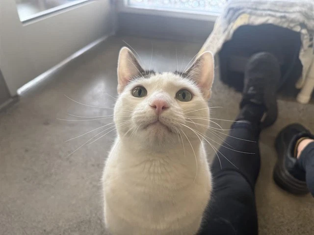 Prince