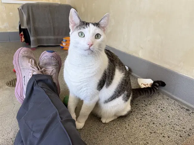 Prince - Domestic Short Hair