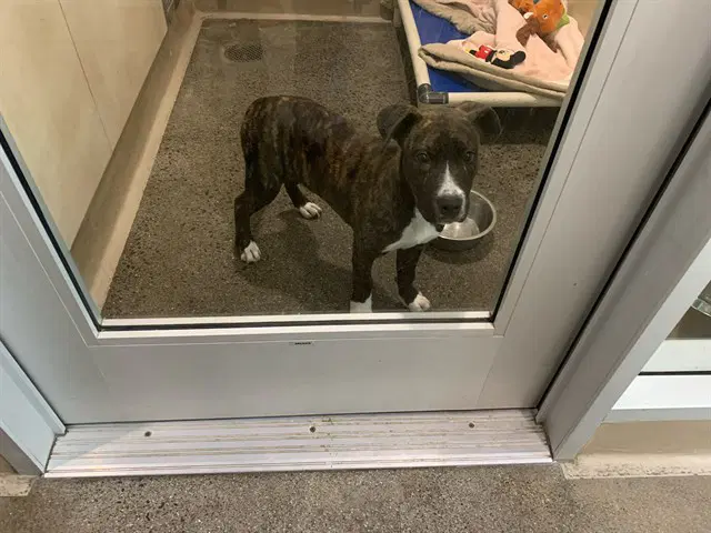 Tizz - American Pit Bull Terrier