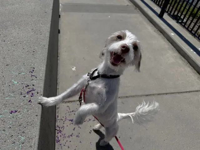 Coco - Havanese
