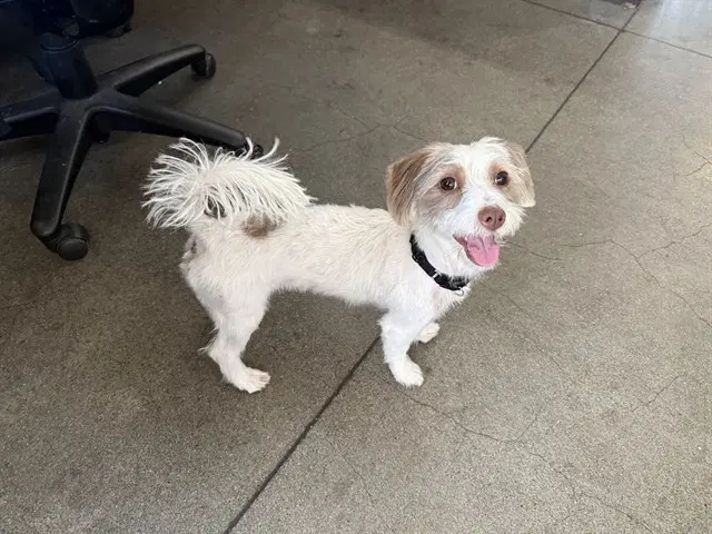 Coco - Havanese