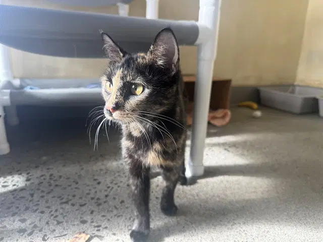 Cressida - Domestic Short Hair