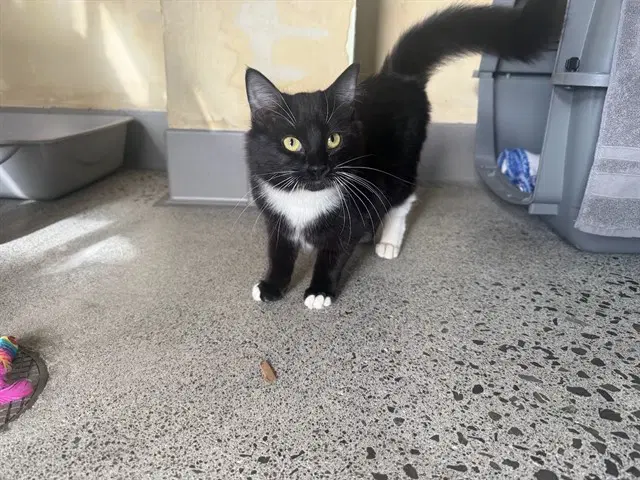 Cathy - Domestic Short Hair