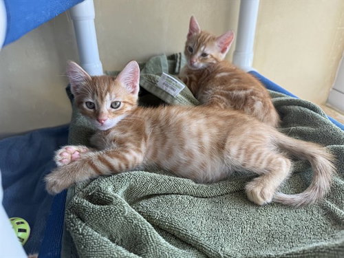 picture of the cat needing adoption
